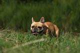 BOULEDOGUE FRANCAIS 872